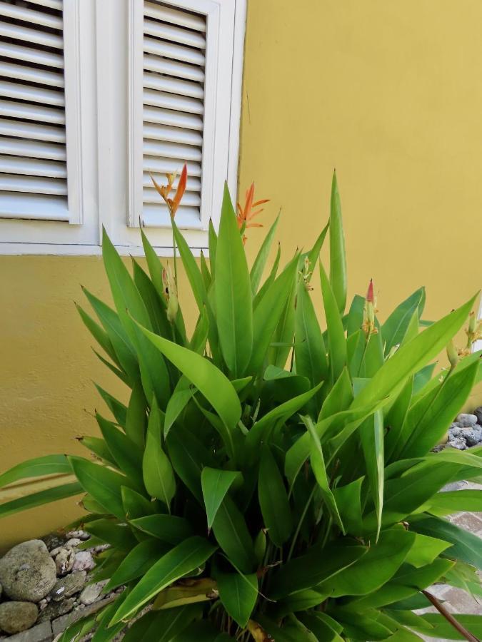 Historic Building The Palm Backyard Studio-Apartment Willemstad, Curacao Feel Home Away From Home Buitenkant foto